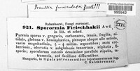 Image of Sporormia fleischakii